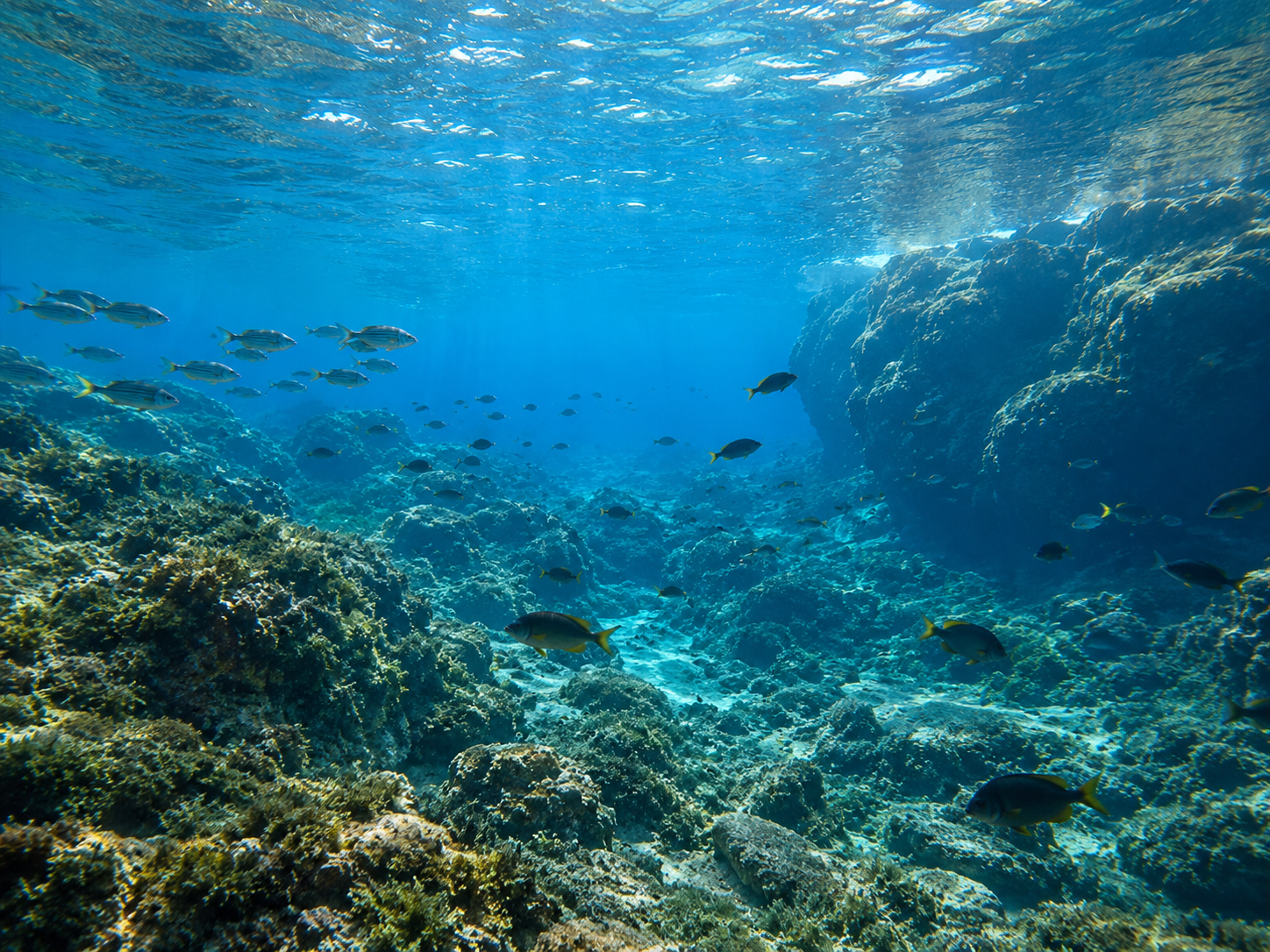 Arrecife mediterráneo